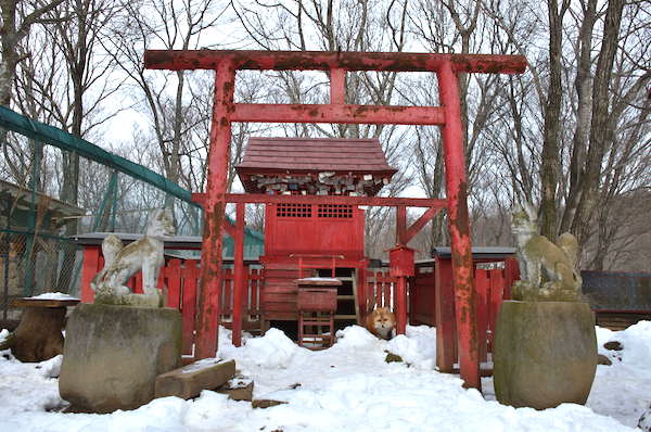 Kitsune_mura_shrine_H26Dec13