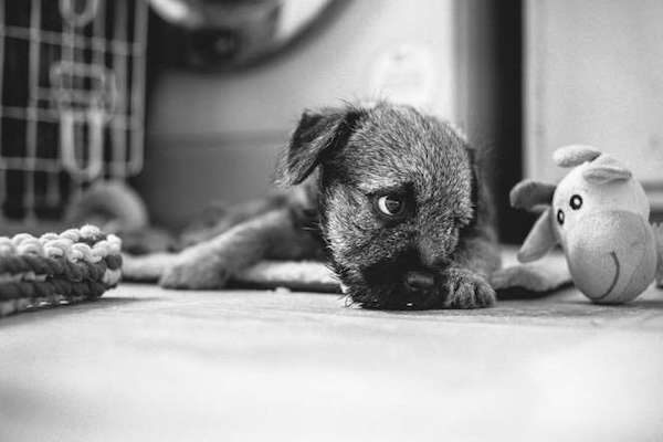 Puppies-2nd-place