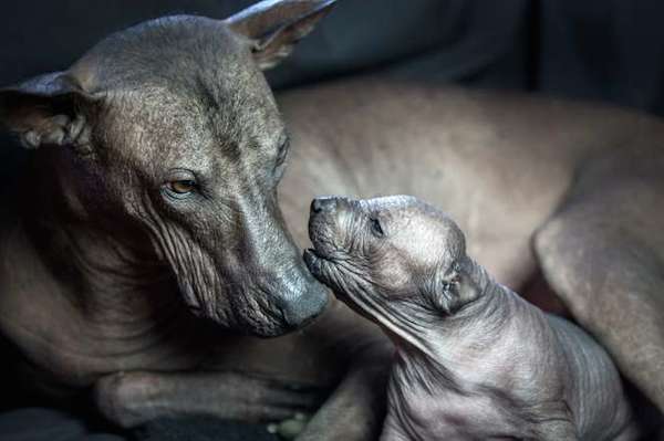 Puppies-3rd-Place