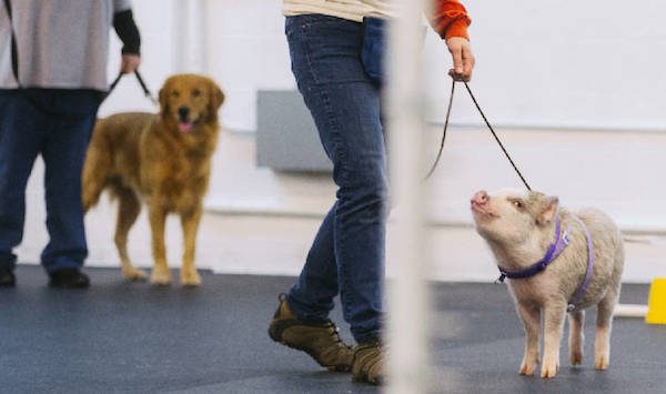Adorable Pig Is Top Dog In Canine Agility Class