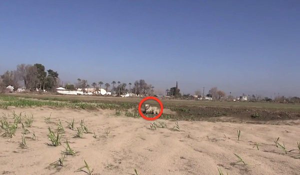 dog rescue in open field