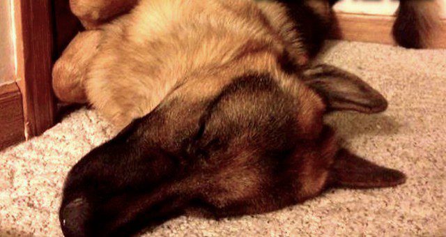 dog sleeps at the door