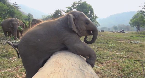 baby elephant playing