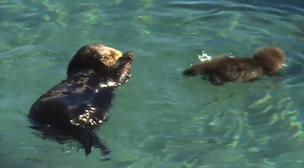 baby otter with his mom