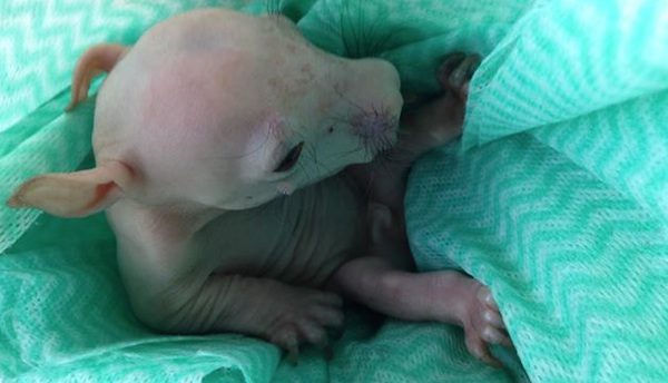 baby wombat