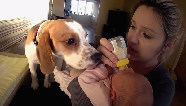 beagle cares for baby