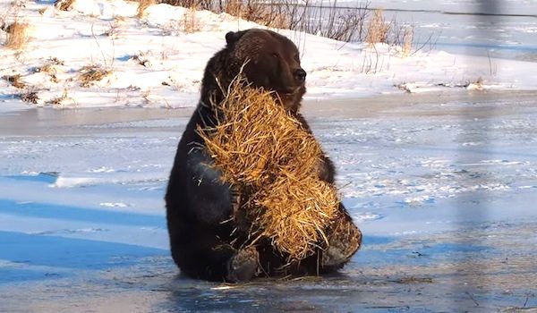 bear and hay bale