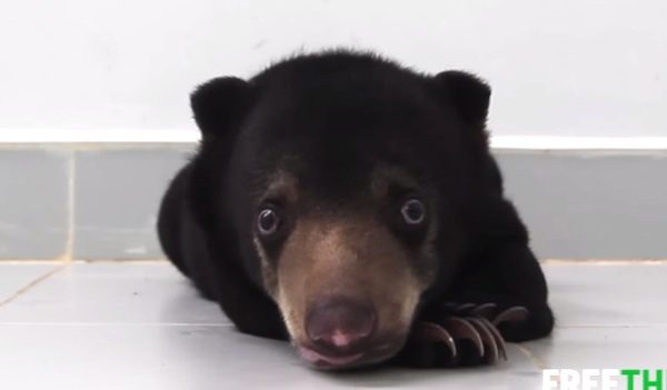 Baby Sun Bear That Couldn’t Walk Proves Nothing Is Impossible