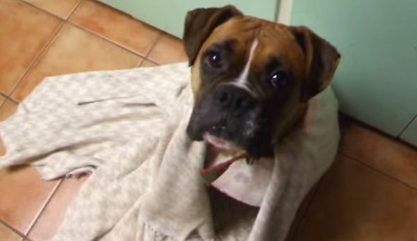 boxer in blanket
