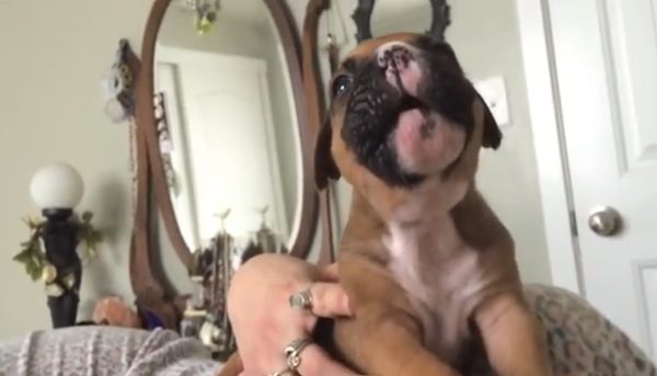 Boxer puppy howls