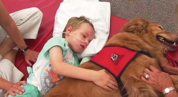 therapy dog helps boy recover