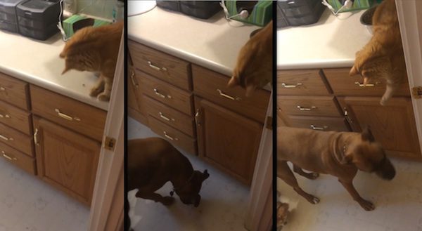 cat feeds dogs