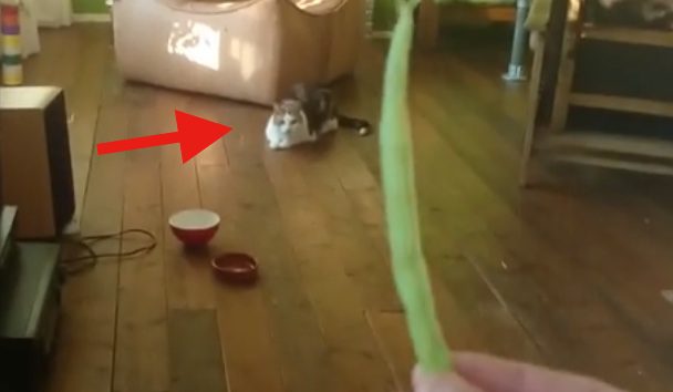 cat fetches bean
