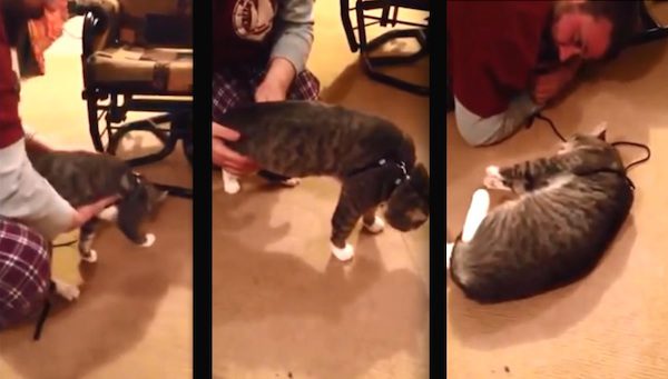 cat refuses to go on walk