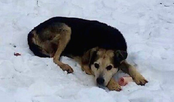 Woman Sleeps Outside In Freezing Cold To Save Feral Dog