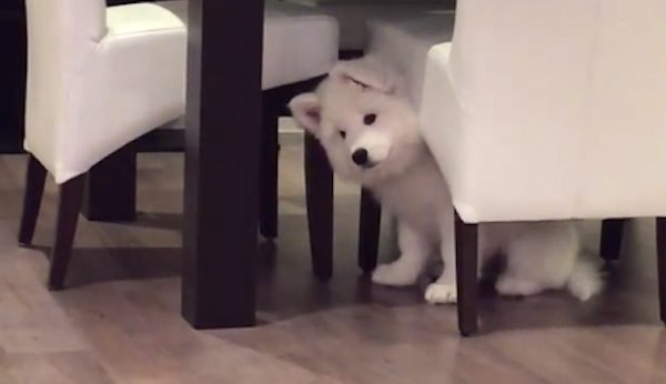 Cloud the Samoyed puppy