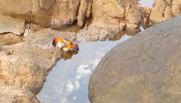 Unsuspecting Crab Gets An Unwelcome Surprise