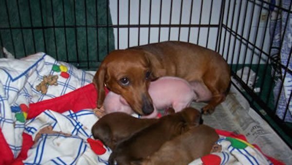 Loving Dachshund Adopts Piglet And Raises Her As One Of Her Own