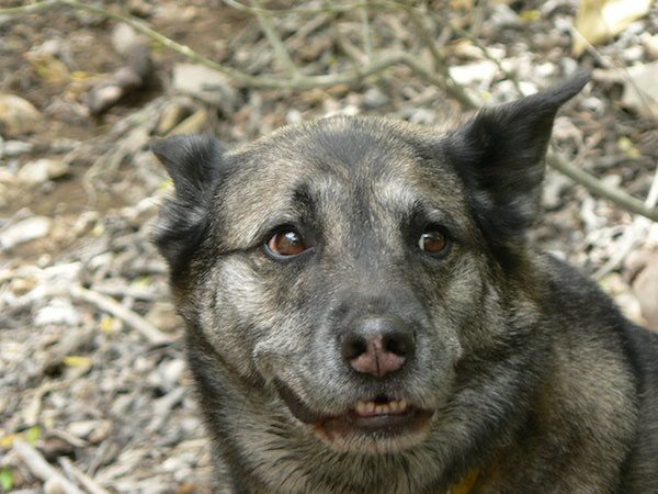 dagmar-the-dog-1
