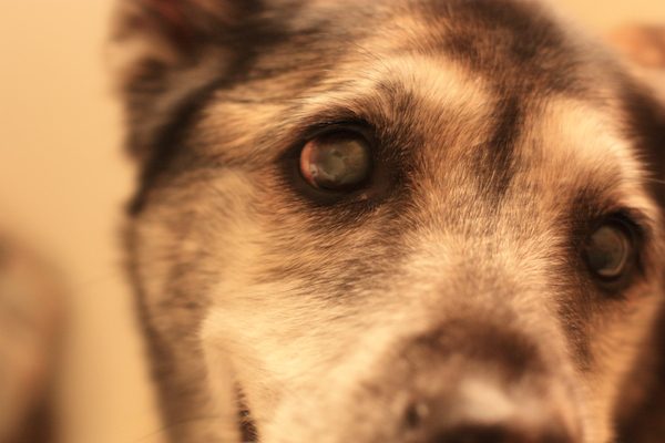 dagmar-the-dog-2