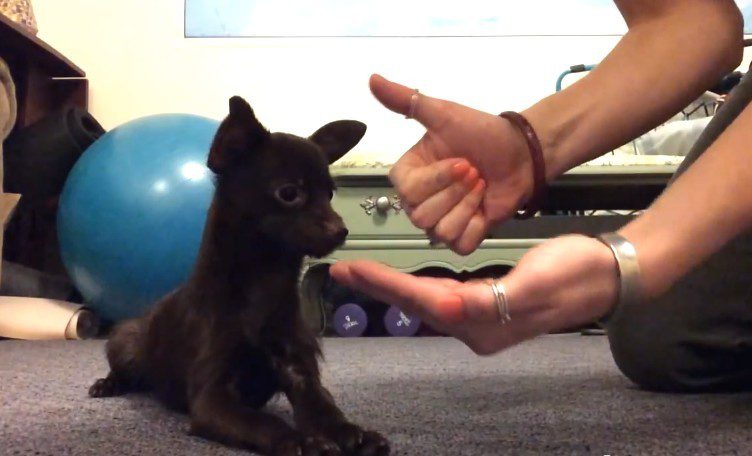 deaf puppy