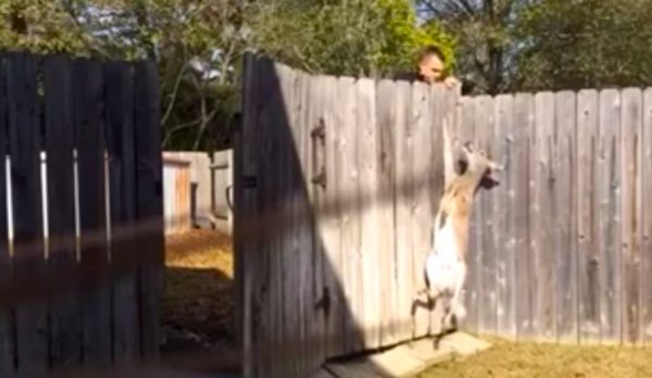 deer freed from fence