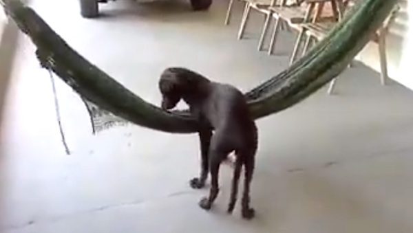 dog near a hammock