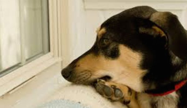 dog at window