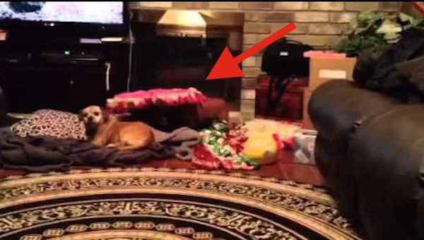 Selfish Dog Hilariously Steals Bed From Her Sibling