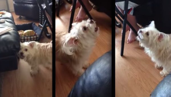Dog’s Funny Bark Sounds Like A Familiar Farm Animal