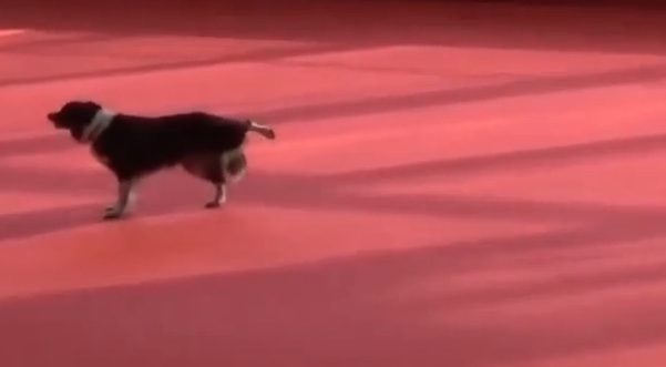 dog dancing