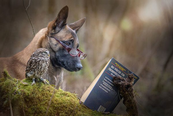 dog-owl-friendship-tanja-brandt-1