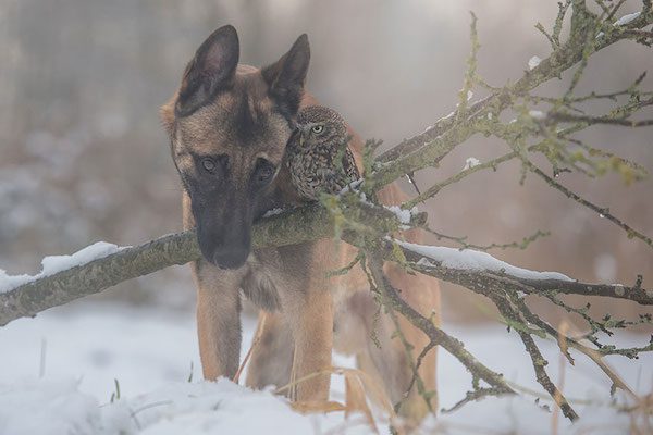 dog-owl-friendship-tanja-brandt-10