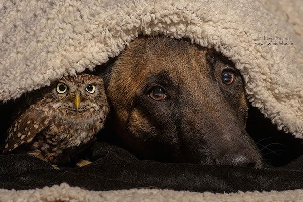dog-owl-friendship-tanja-brandt-11