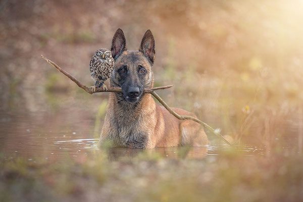 dog-owl-friendship-tanja-brandt-12