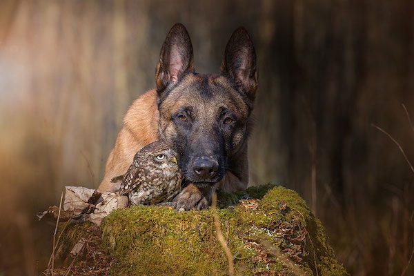 dog-owl-friendship-tanja-brandt-14