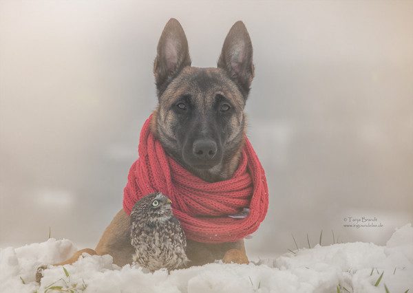 dog-owl-friendship-tanja-brandt-15