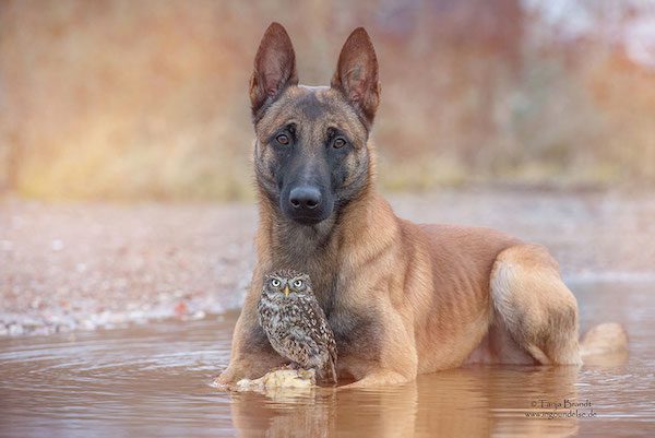 dog-owl-friendship-tanja-brandt-2