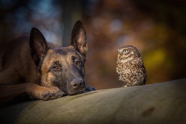 dog-owl-friendship-tanja-brandt-3