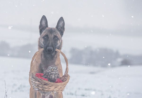 dog-owl-friendship-tanja-brandt-5