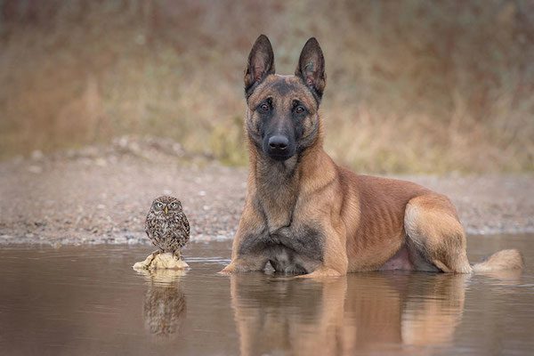 dog-owl-friendship-tanja-brandt-8
