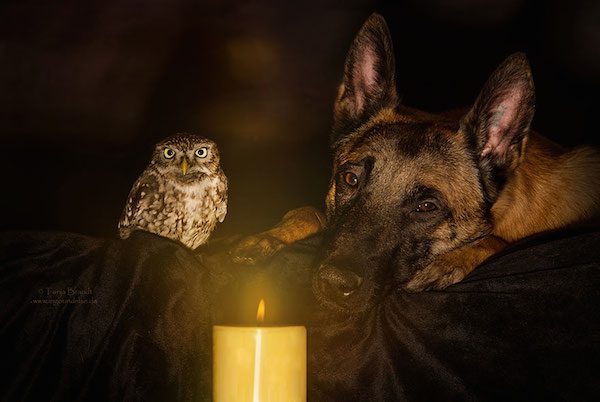 dog-owl-friendship-tanja-brandt-9