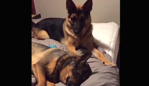 german shepherd wants to play