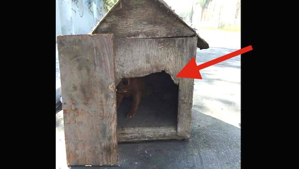 Abused Dog Found Abandoned Inside Nailed-Shut Dog House That Was Dumped On The Street