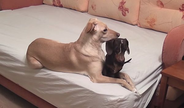 dogs home alone