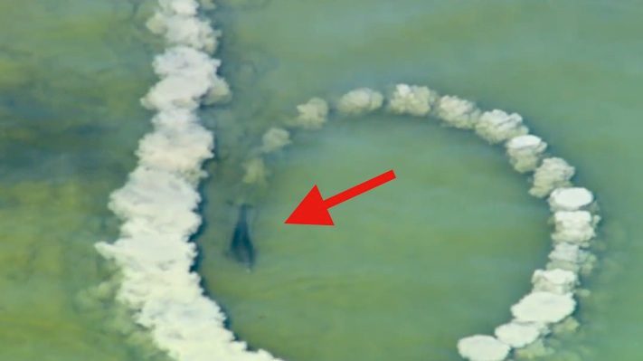 dolphin makes net
