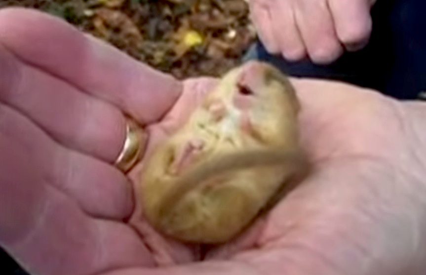 Man Holds A Tiny Sleeping Dormouse Who Snores Adorably