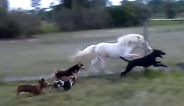 dachshunds and horse racing