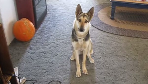 dramatic dog
