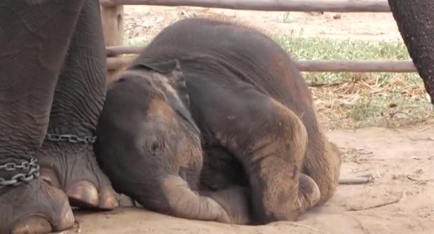elephants freed